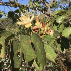 Hymenaea