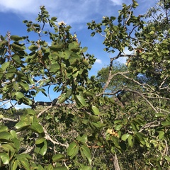 Hymenaea