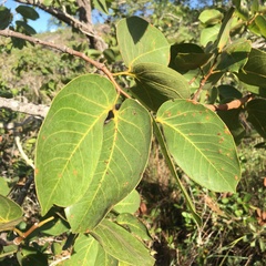 Hymenaea