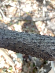 Biscogniauxia marginata