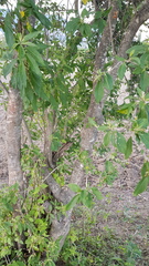 Cestrum nitidum