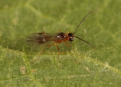 Microctonus