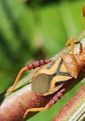 Crinocerus sanctus