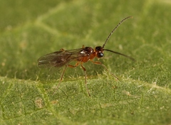 Microctonus
