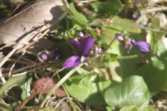 Viola