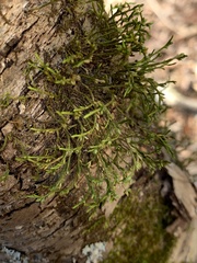 Forsstroemia trichomitria