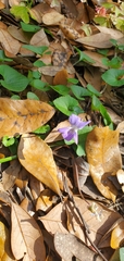 Viola floridana