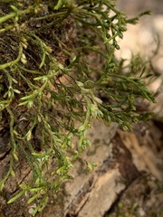 Forsstroemia trichomitria