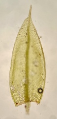 Bryum dichotomum