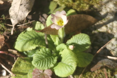 Primula vulgaris