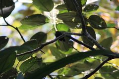 Ceratopipra mentalis