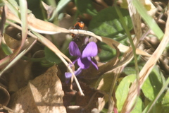 Viola