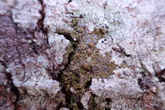 Protoparmelia ochrococca