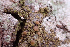Protoparmelia ochrococca