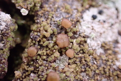Protoparmelia ochrococca