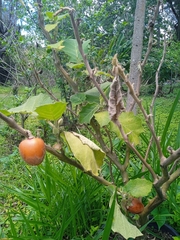 Solanum sessiliflorum