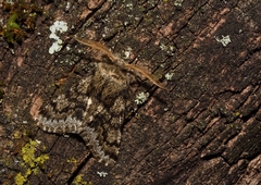 Apocheima hispidaria