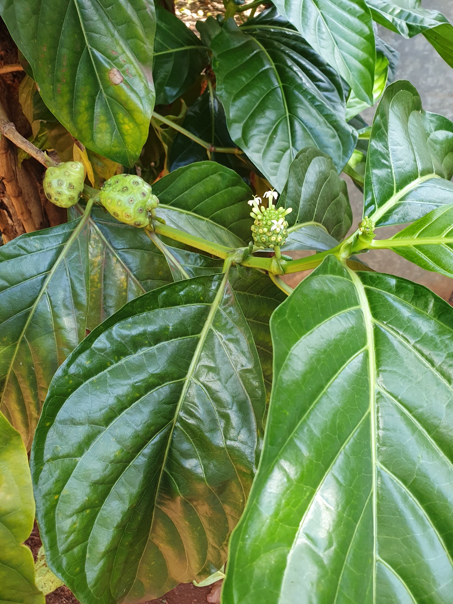 Morinda citrifolia