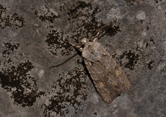 Lithophane ornitopus