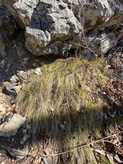 Carex eburnea