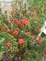 Ixora chinensis