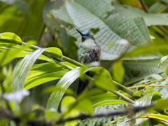 Aglaiocercus berlepschi