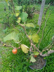 Solanum sessiliflorum
