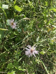 Symphyotrichum elliottii