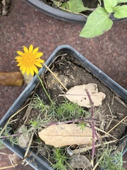 Thymophylla tenuiloba