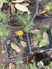 Thymophylla tenuiloba