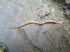 Caenoplana