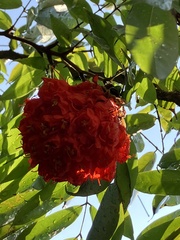 Brownea grandiceps