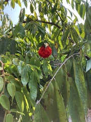 Brownea grandiceps