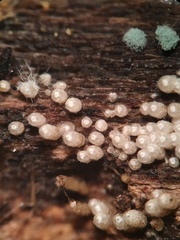 Henningsomyces