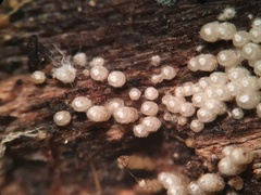 Henningsomyces