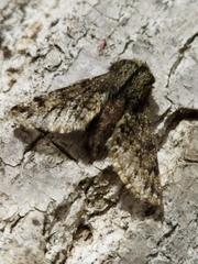 Apocheima hispidaria