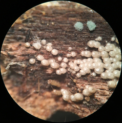 Henningsomyces
