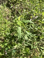 Symphyotrichum elliottii