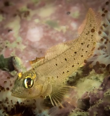 Notoclinops yaldwyni