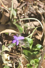 Viola