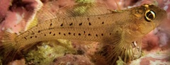 Notoclinops yaldwyni