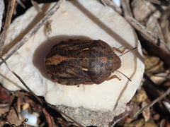 Eurygaster integriceps