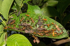 Leptoglossus gonagra