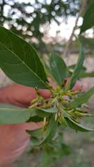Cestrum nitidum