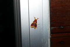 Barsine rubricostata