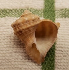 Rapana rapiformis