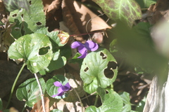 Viola