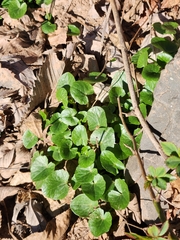 Caltha palustris
