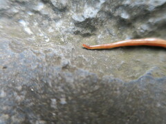 Caenoplana