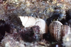 Nassarius perpinguis